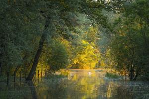 Rheindelta, Schwan schwimmt auf ruhigem Gewässer