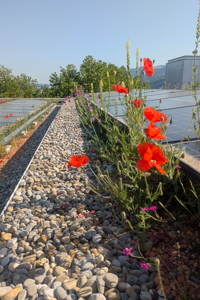 Blühende Blumen vor einer PV-Anlage auf dem Dach des Festspielhauses Bregenz